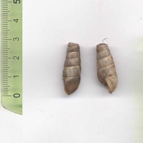 Rumina decollata