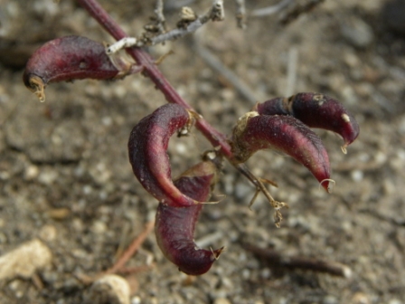 Astragalus maritimus / Astragalo marittimo