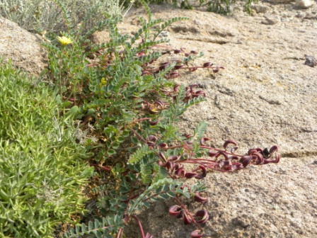 Astragalus maritimus / Astragalo marittimo