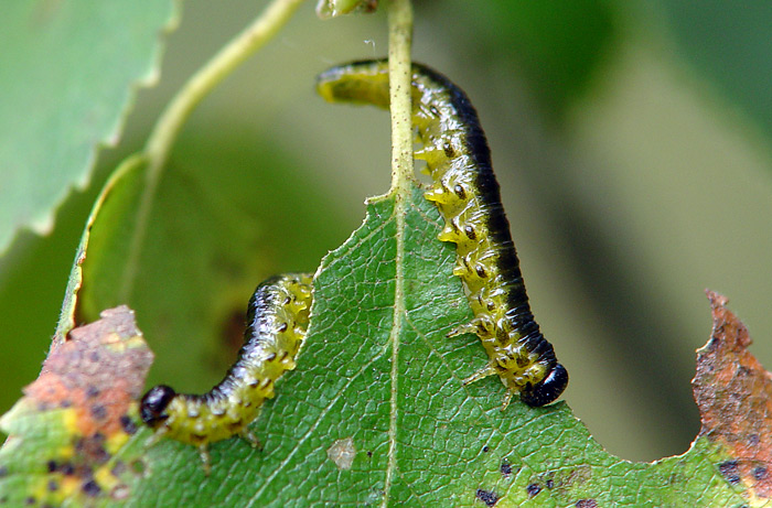 Some sawflies larvae of the Moscow area