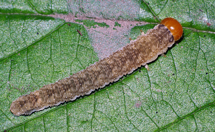 Some sawflies larvae of the Moscow area