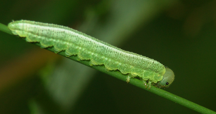 Some sawflies larvae of the Moscow area