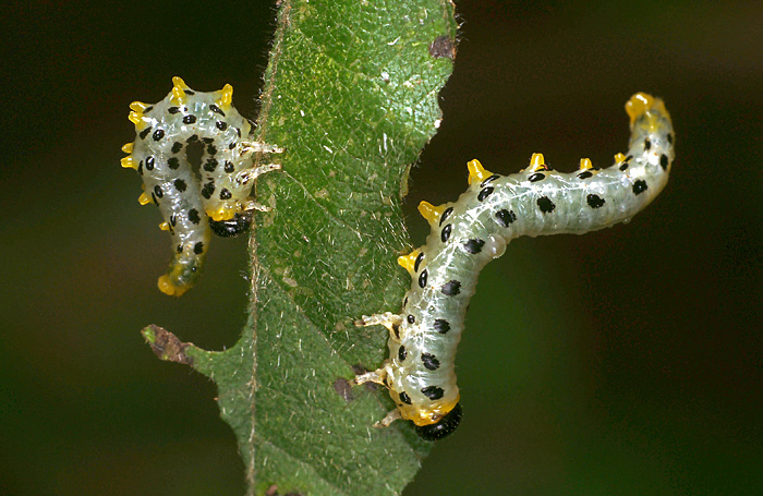 Some sawflies larvae of the Moscow area