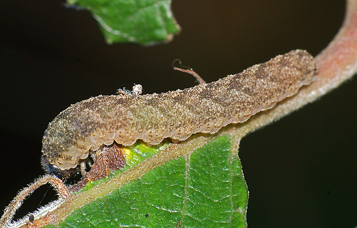 Some sawflies larvae of the Moscow area