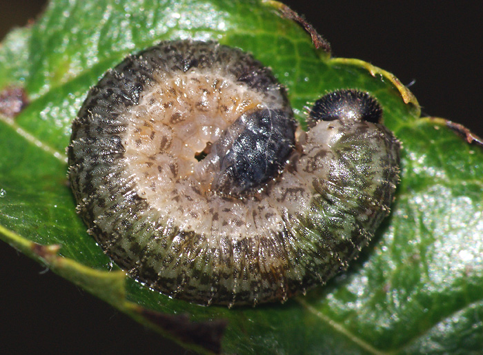 Some sawflies larvae of the Moscow area