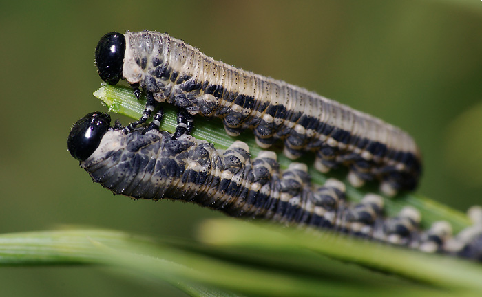 Some sawflies larvae of the Moscow area