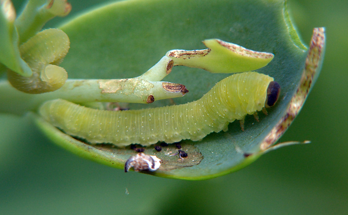 Some sawflies larvae of the Moscow area