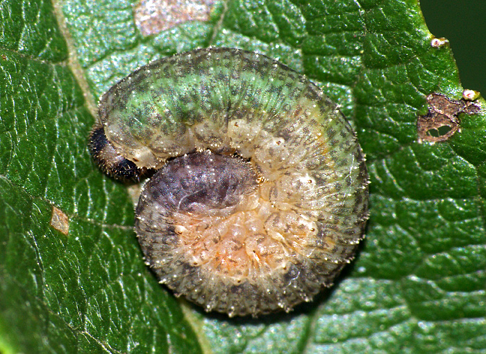 Some sawflies larvae of the Moscow area