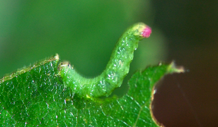 Some sawflies larvae of the Moscow area