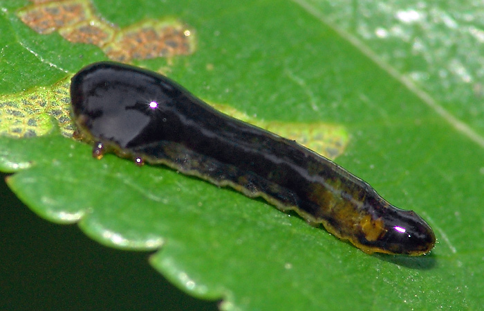 Some sawflies larvae of the Moscow area