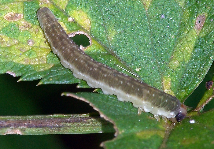 Some sawflies larvae of the Moscow area