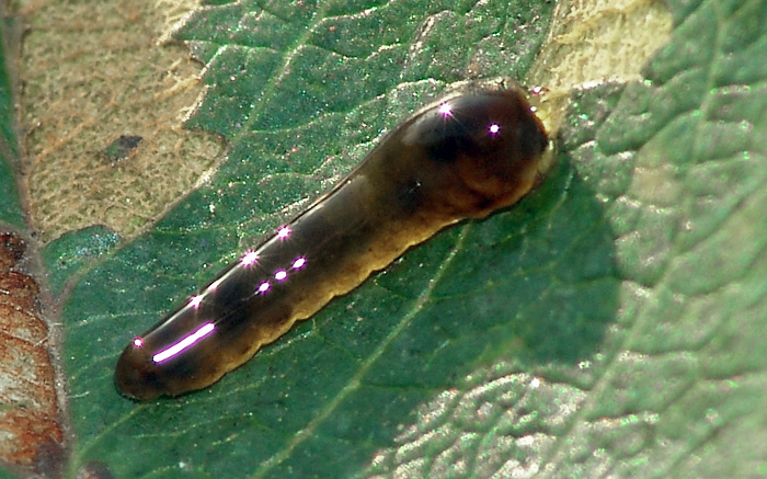 Some sawflies larvae of the Moscow area
