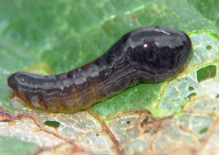 Some sawflies larvae of the Moscow area