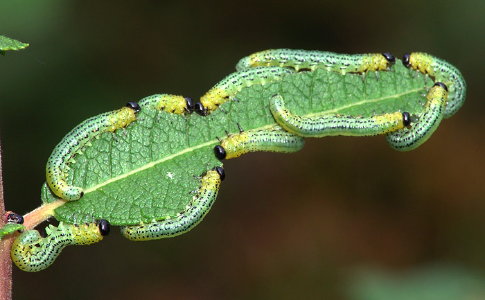 Some sawflies larvae of the Moscow area