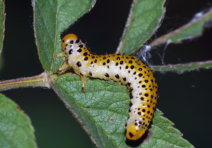 Some sawflies larvae of the Moscow area