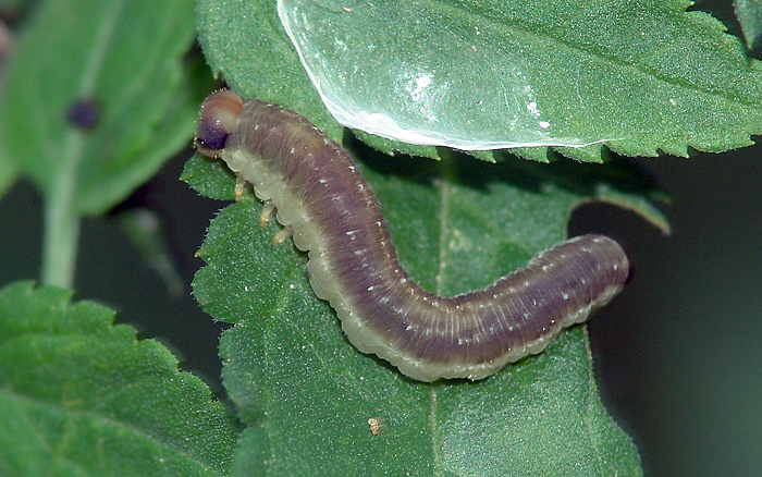 Some sawflies larvae of the Moscow area