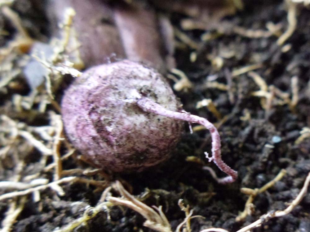 Questo non l''ho mai visto prima!