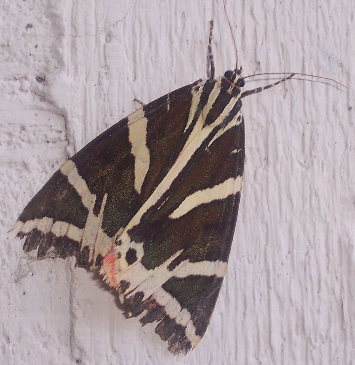 Grossa farfalla in bianco e nero - Euplagia quadripunctaria
