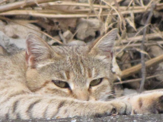 Gatto selvatico