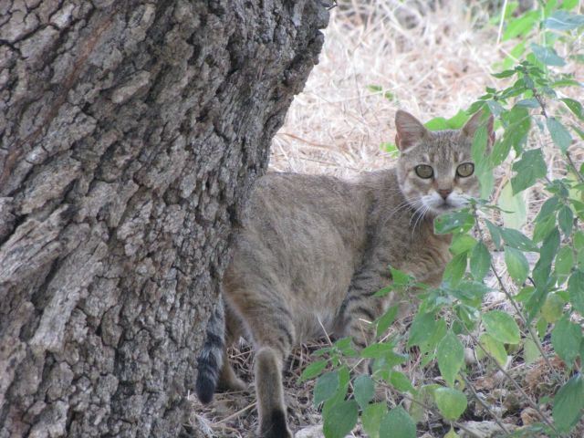 Gatto selvatico