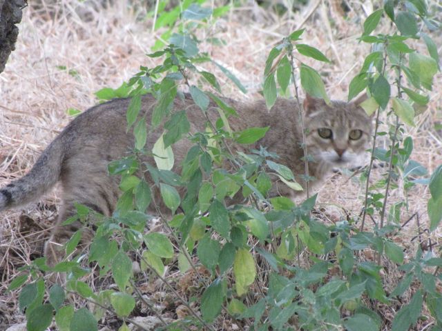 Gatto selvatico