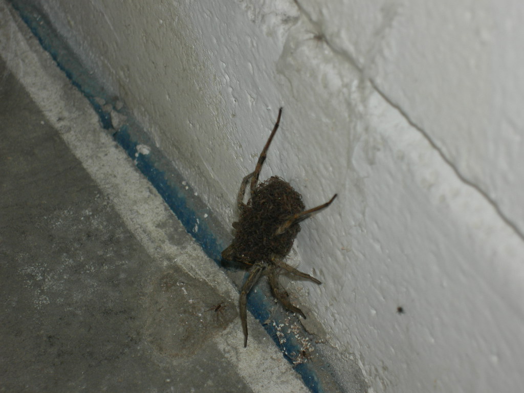 Hogna radiata