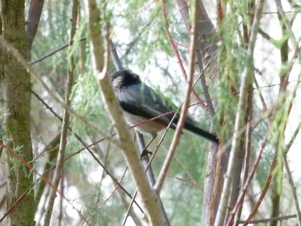 aiuto identificazioni 2