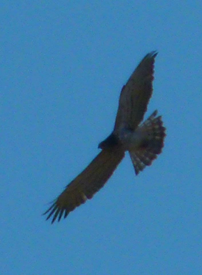 id rapace