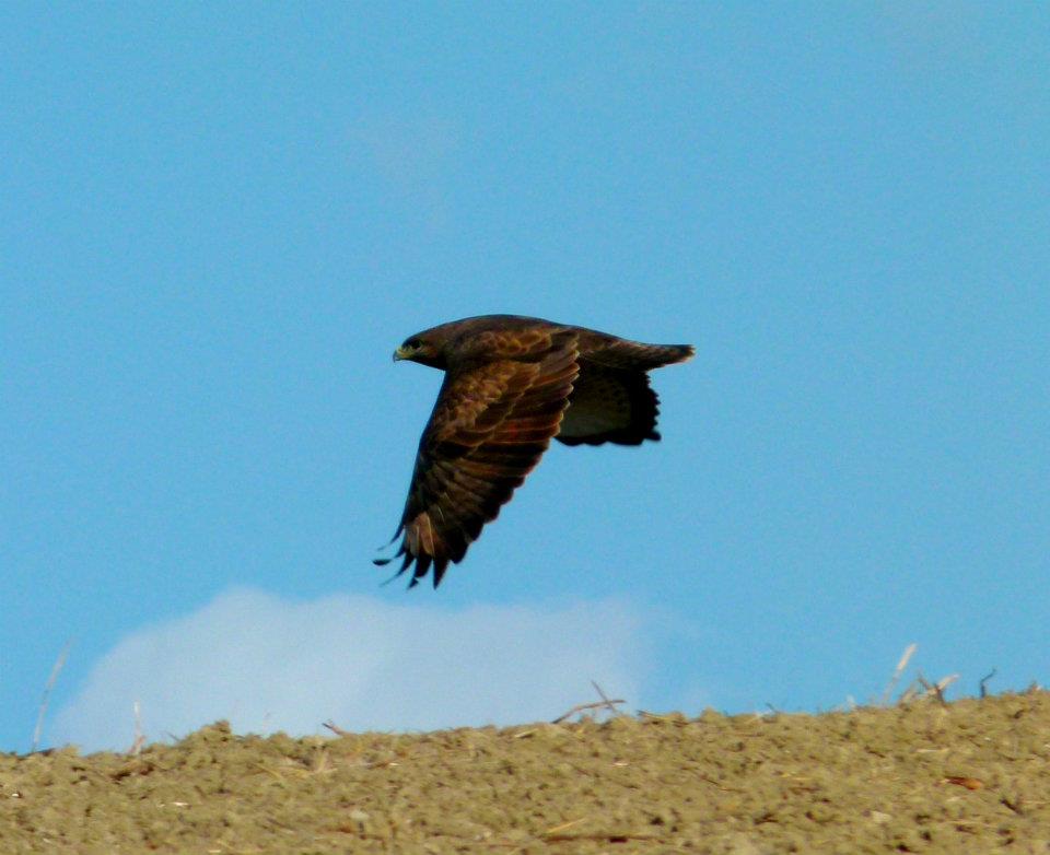 volo!!