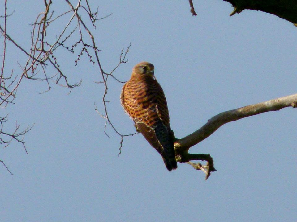 id
