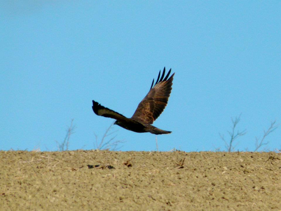 volo!!