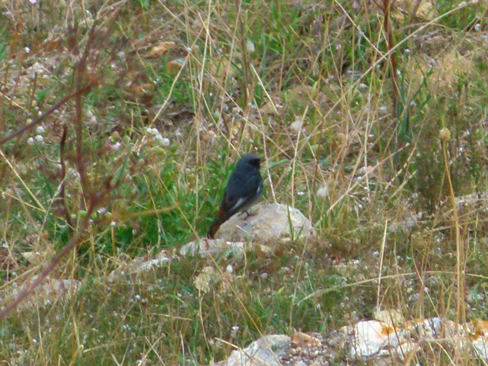 identificazione
