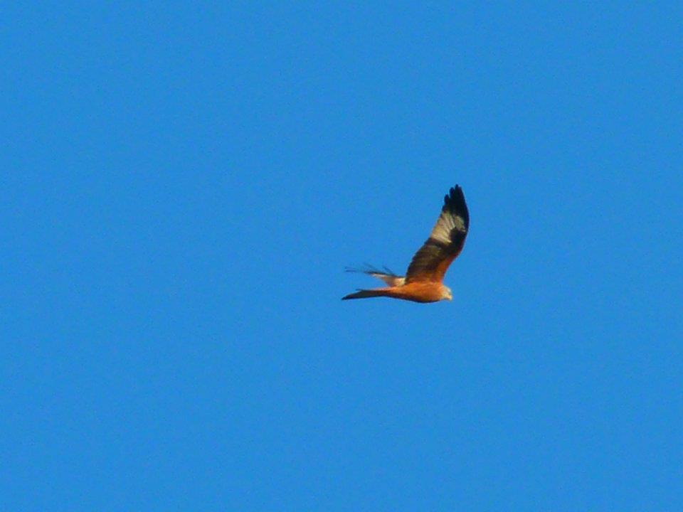 Identificazione rapace
