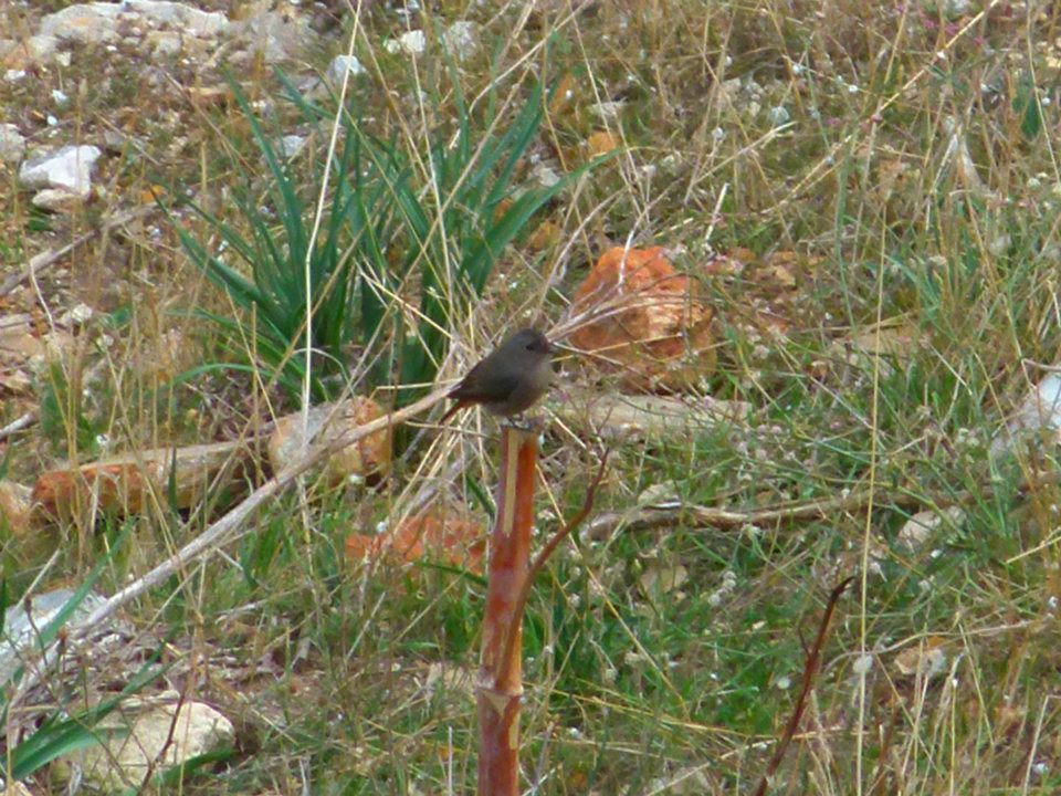 identificazione
