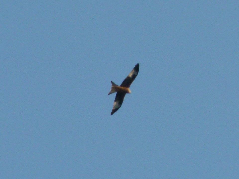 Identificazione rapace