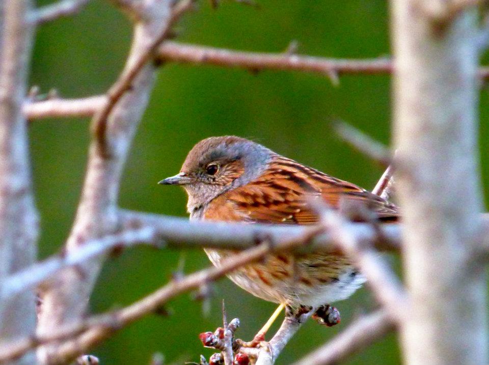 Passera vanitosa