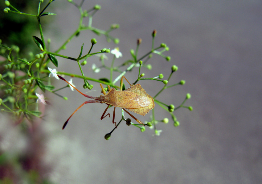 Coreidae: Syromastus rhombeus di Palombara sabina