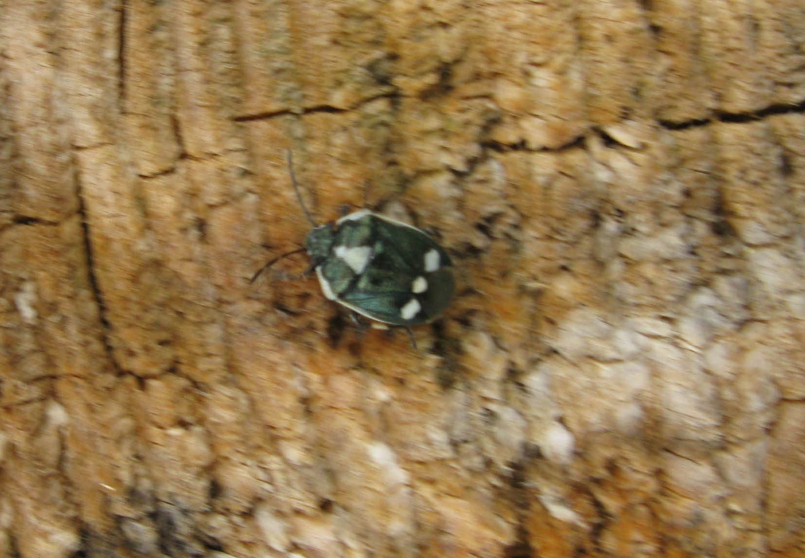 Pentatomidae: Eurydema oleracea del Lazio (RM)