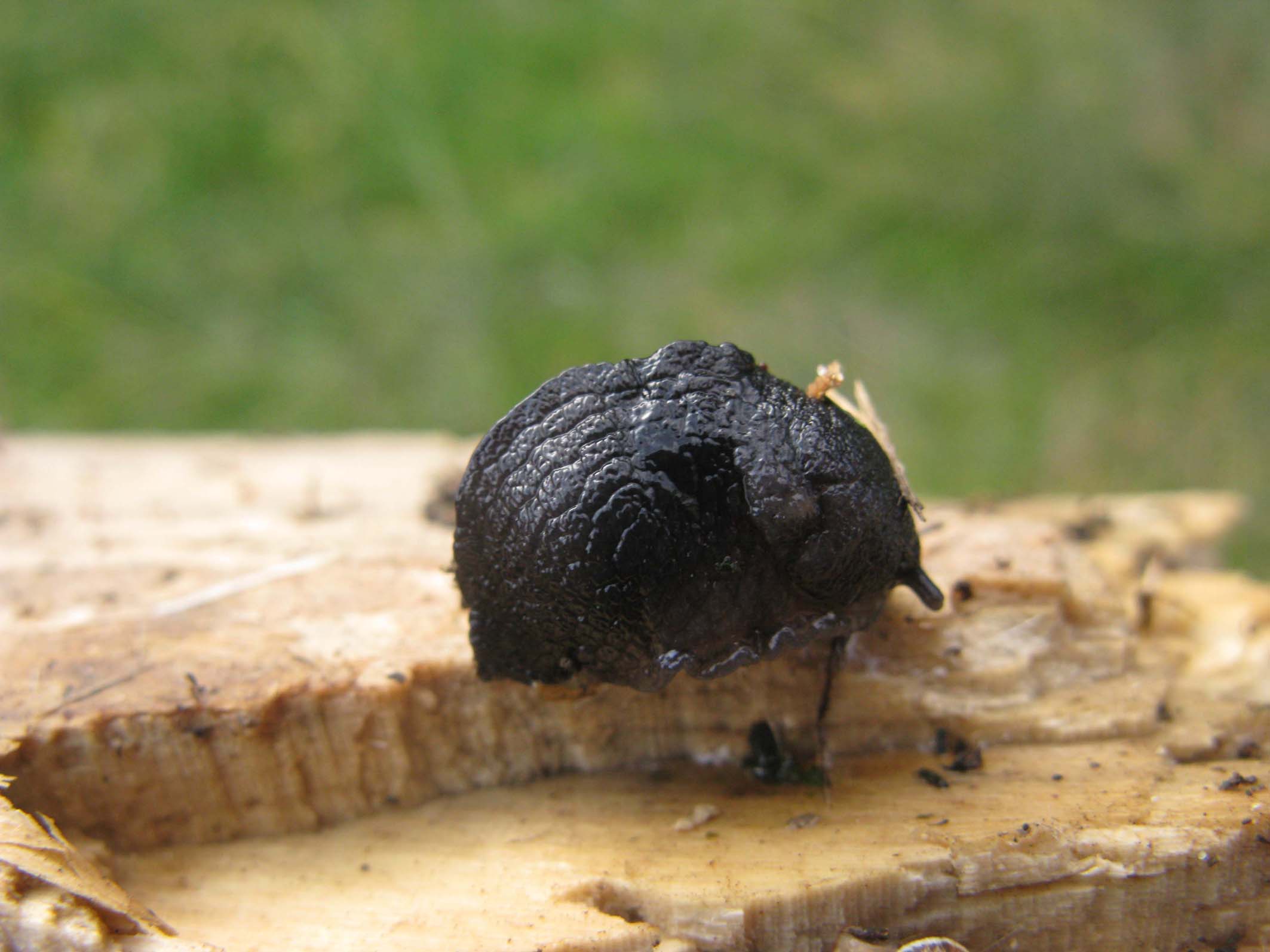 Milax nigricans
