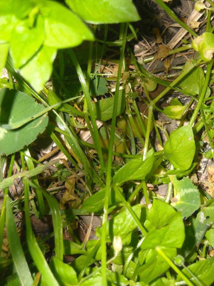 Trifolium repens