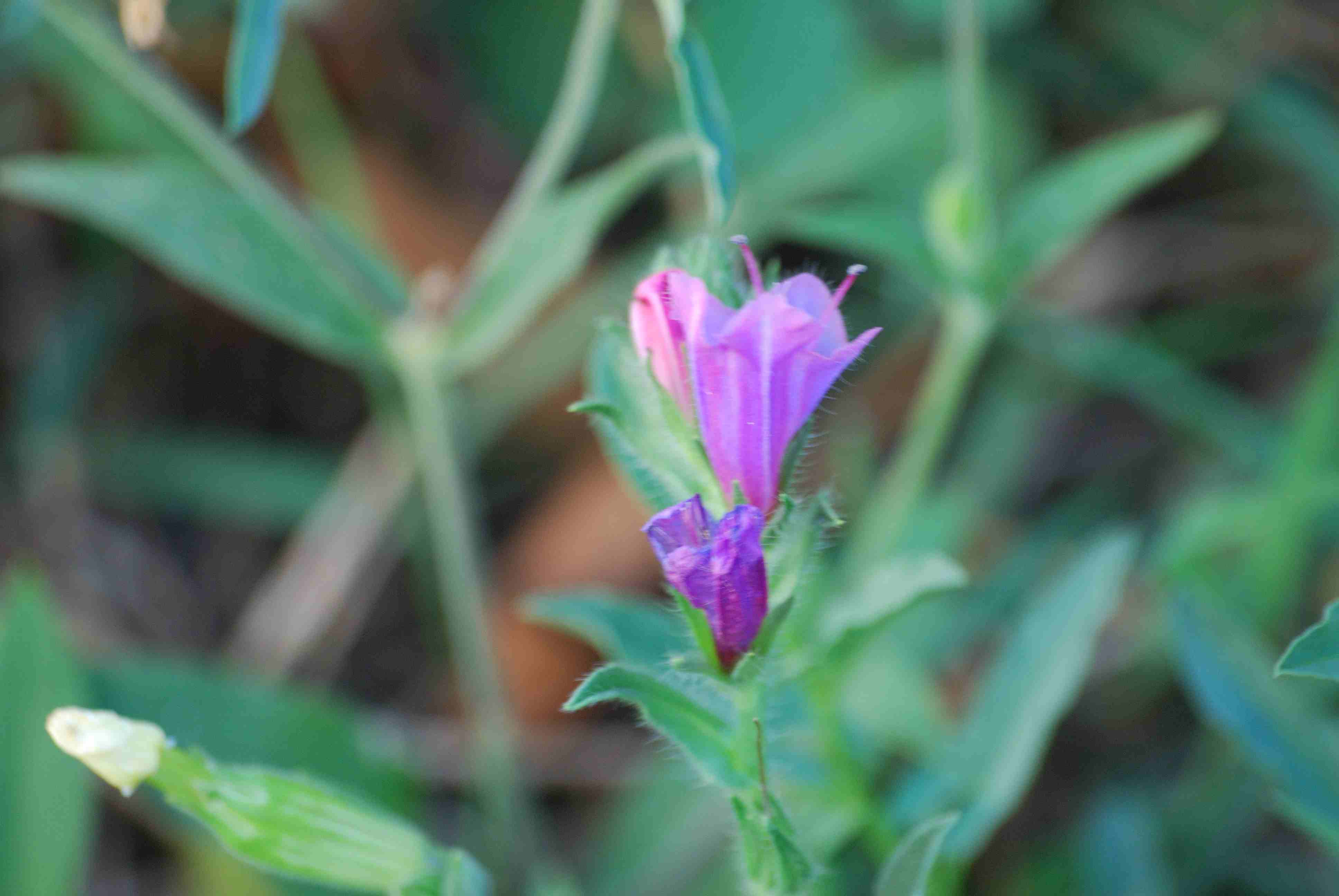 Echium plantagineum