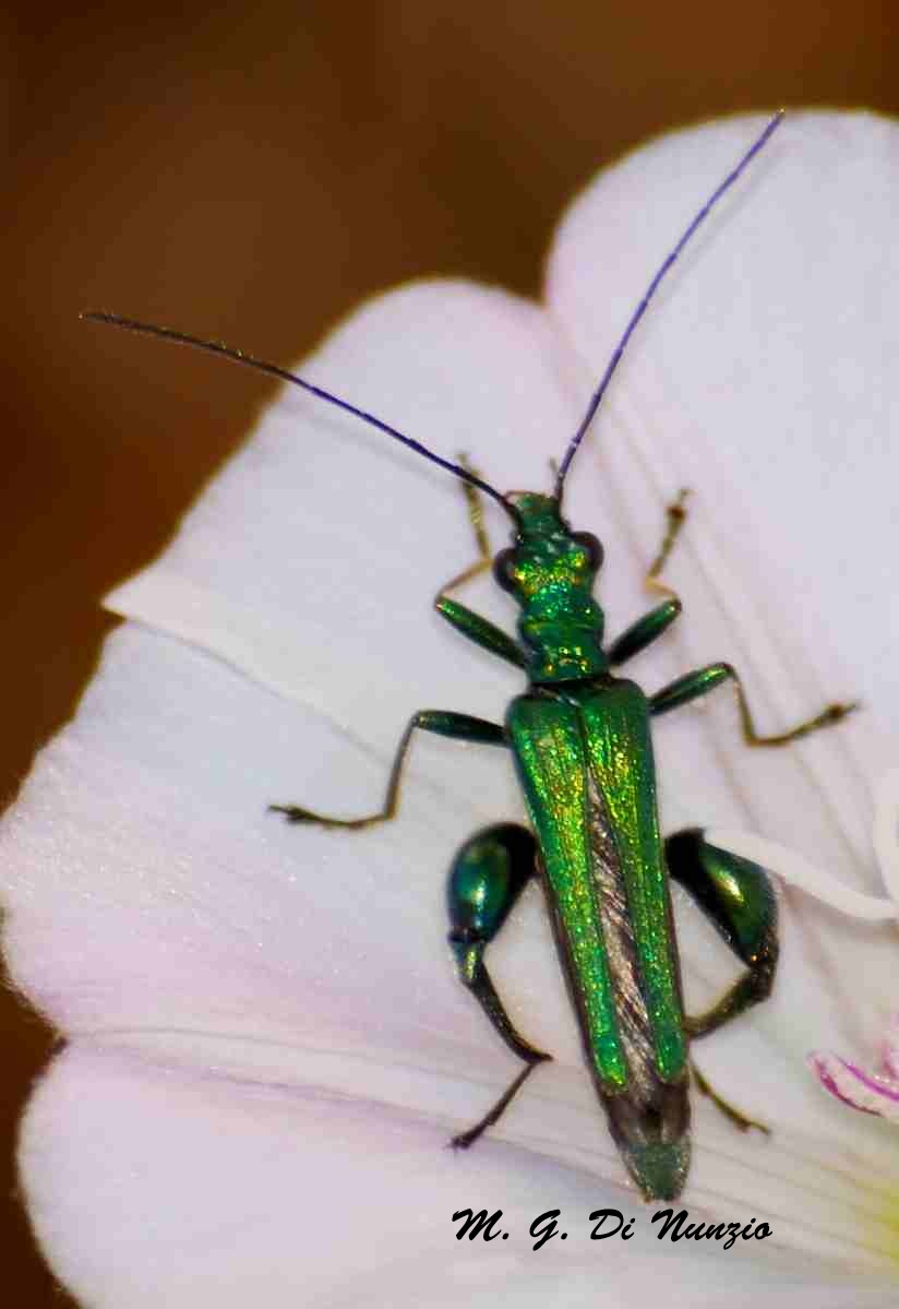 Oedemera nobilis (maschio)