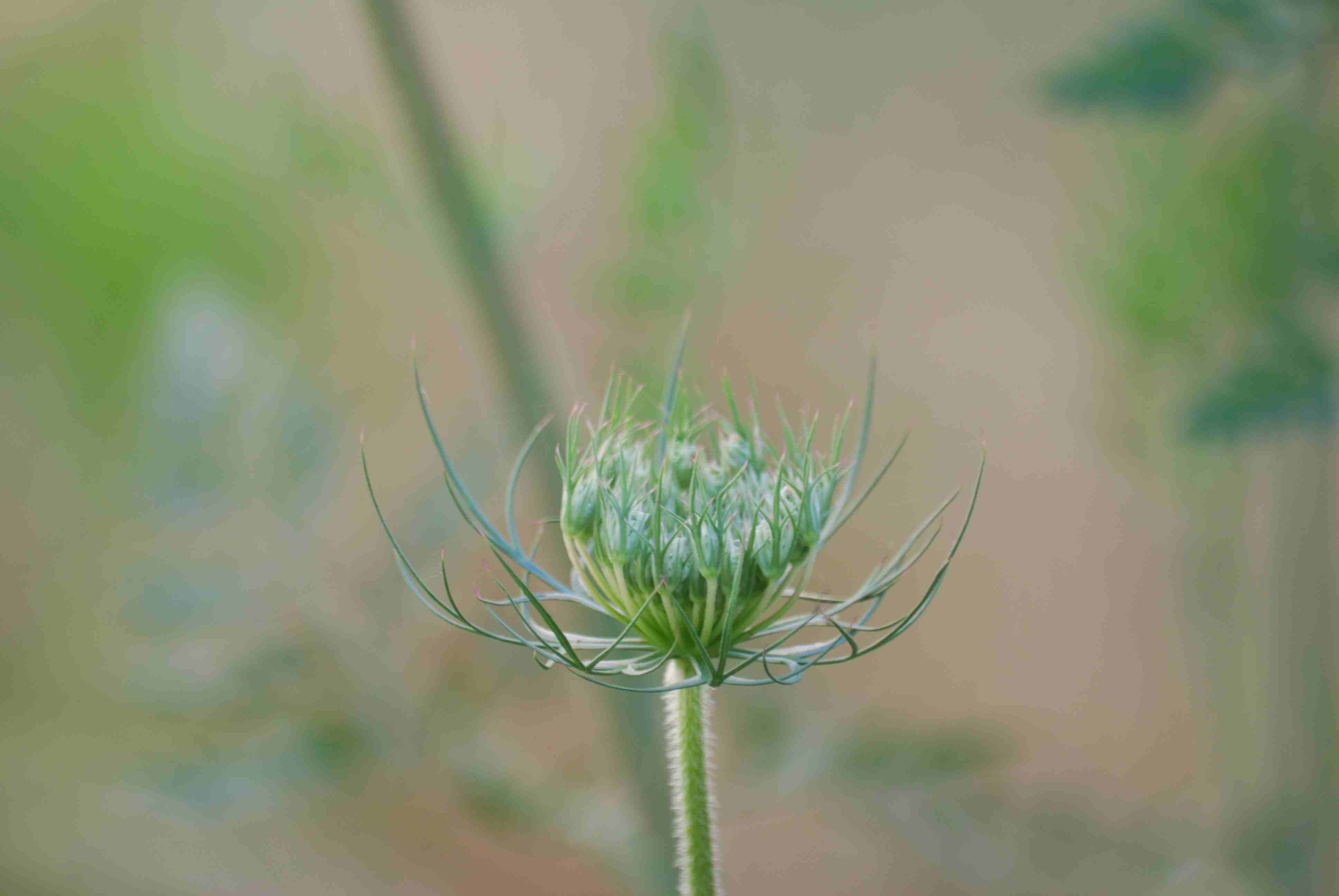 Anthriscus cerefolium - no, Daucus carota