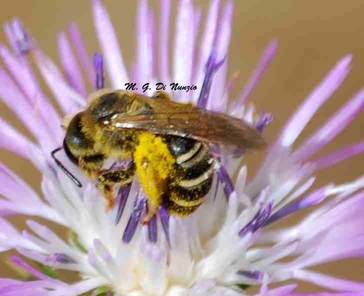 Apidae Halictinae