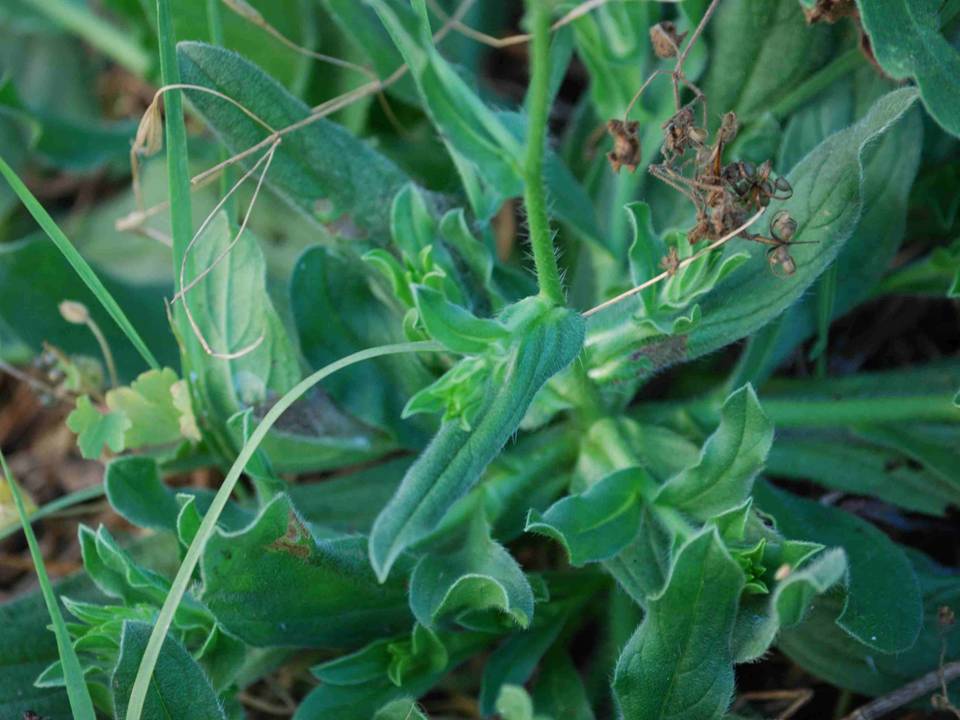 Echium plantagineum