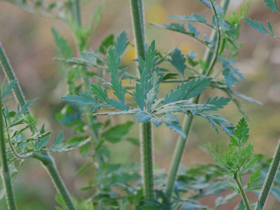 Anthriscus cerefolium - no, Daucus carota