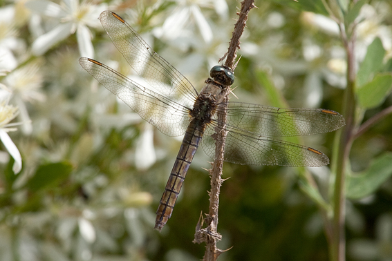 Libellula da identificare - Orthetrum coerulescens