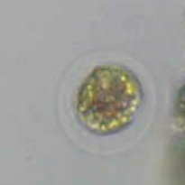 sapete identificarle?