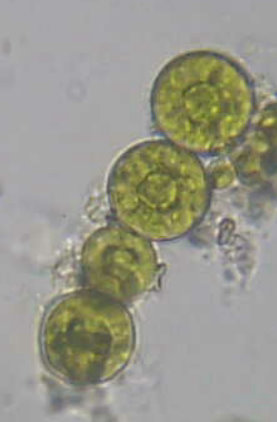 sapete identificarle?