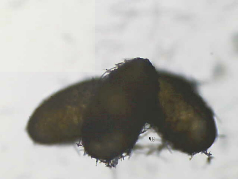 Cocciniglia del limone?